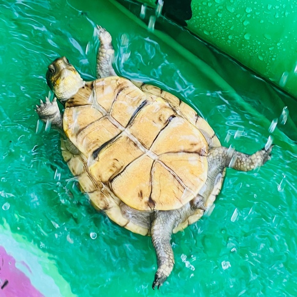 A little about me. - Picture 1 of 16